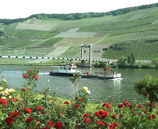 Mosel bei Wehlen