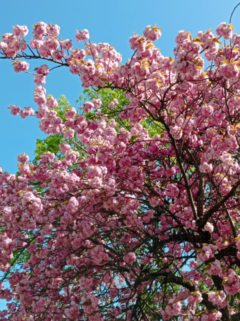 Baum