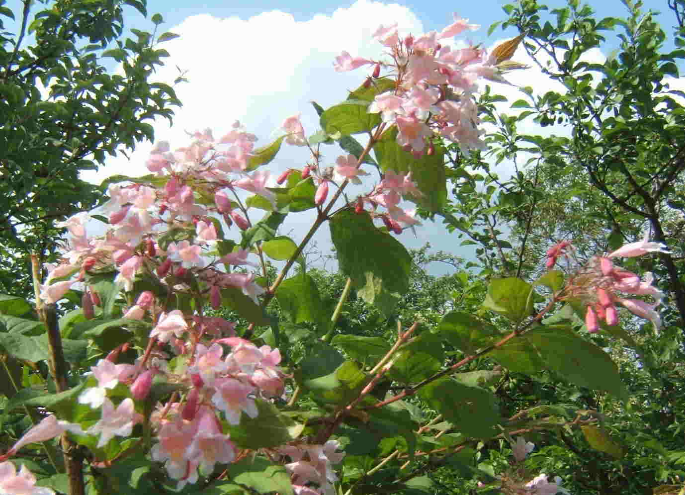 Blumen
                      am Wegrand