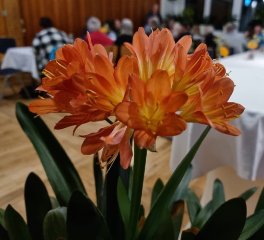 Durch die Blume