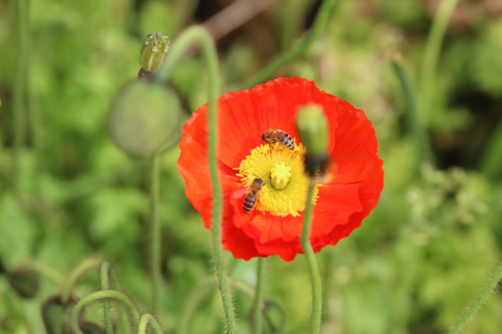 Flei�ige Bienen