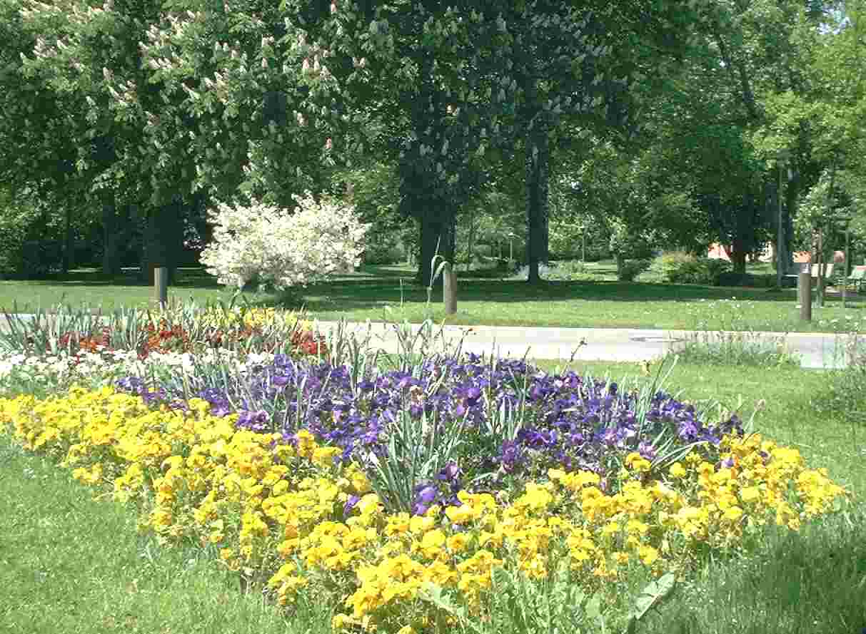 Blumenpracht